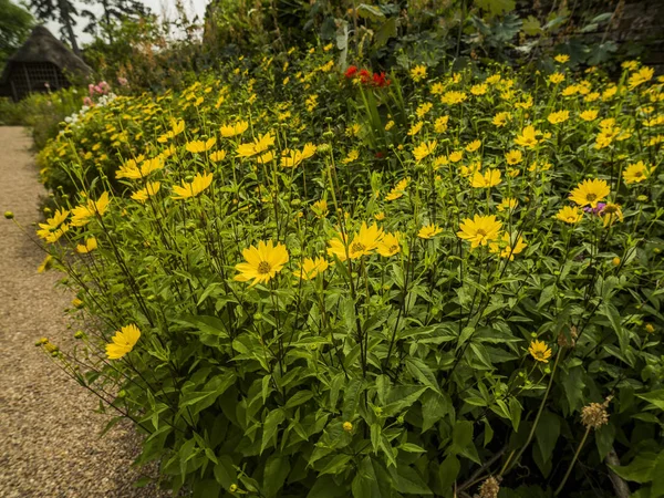 Англійська Країні Котедж Сад Квітами Величний Будинок — стокове фото