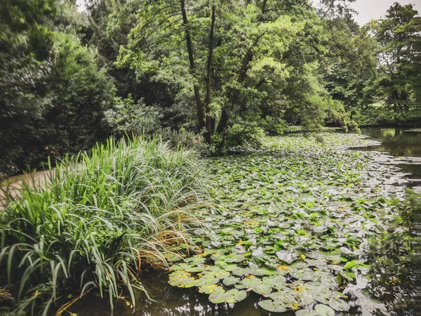 Lake Forest Med Lily Pads — Stockfoto