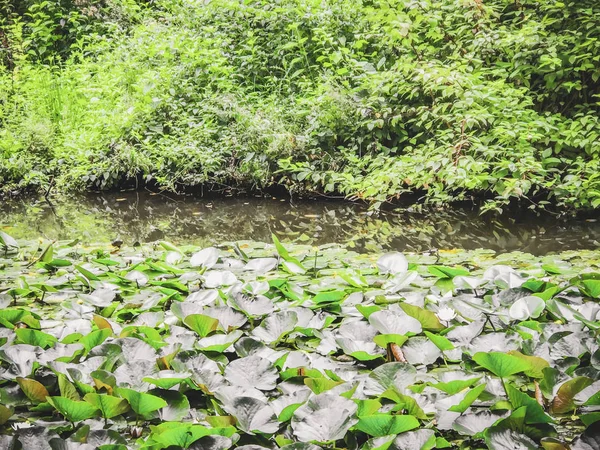 Lake Forest Met Waterlelies — Stockfoto