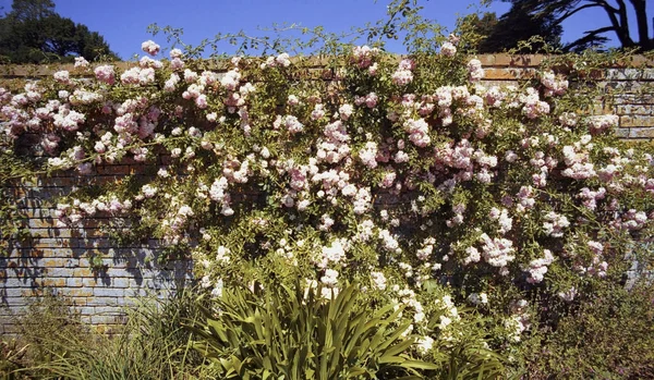 Gardens English Stately Home — Stock Photo, Image