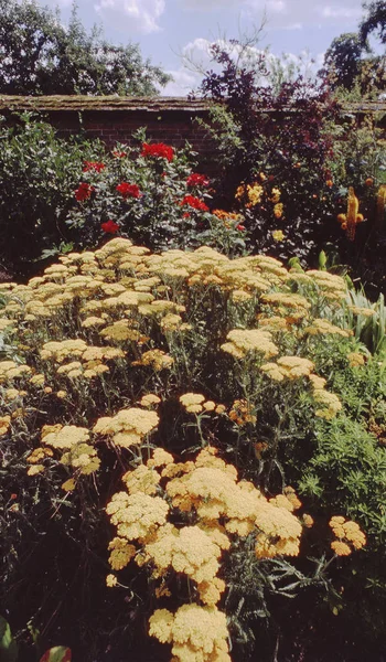 Jardins Anglais Majestueux Maison — Photo