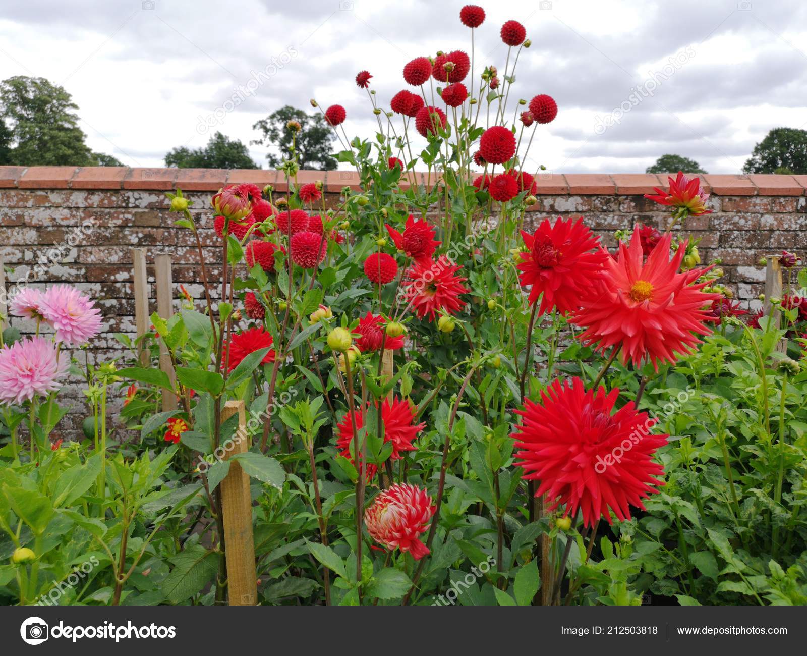 English Country Cottage Garden Flowers Stately Home Stock Photo Image By C Davidmartyn English Country Cottage Garden Flowers Stately Home Stock Photo Image By C Davidmartyn