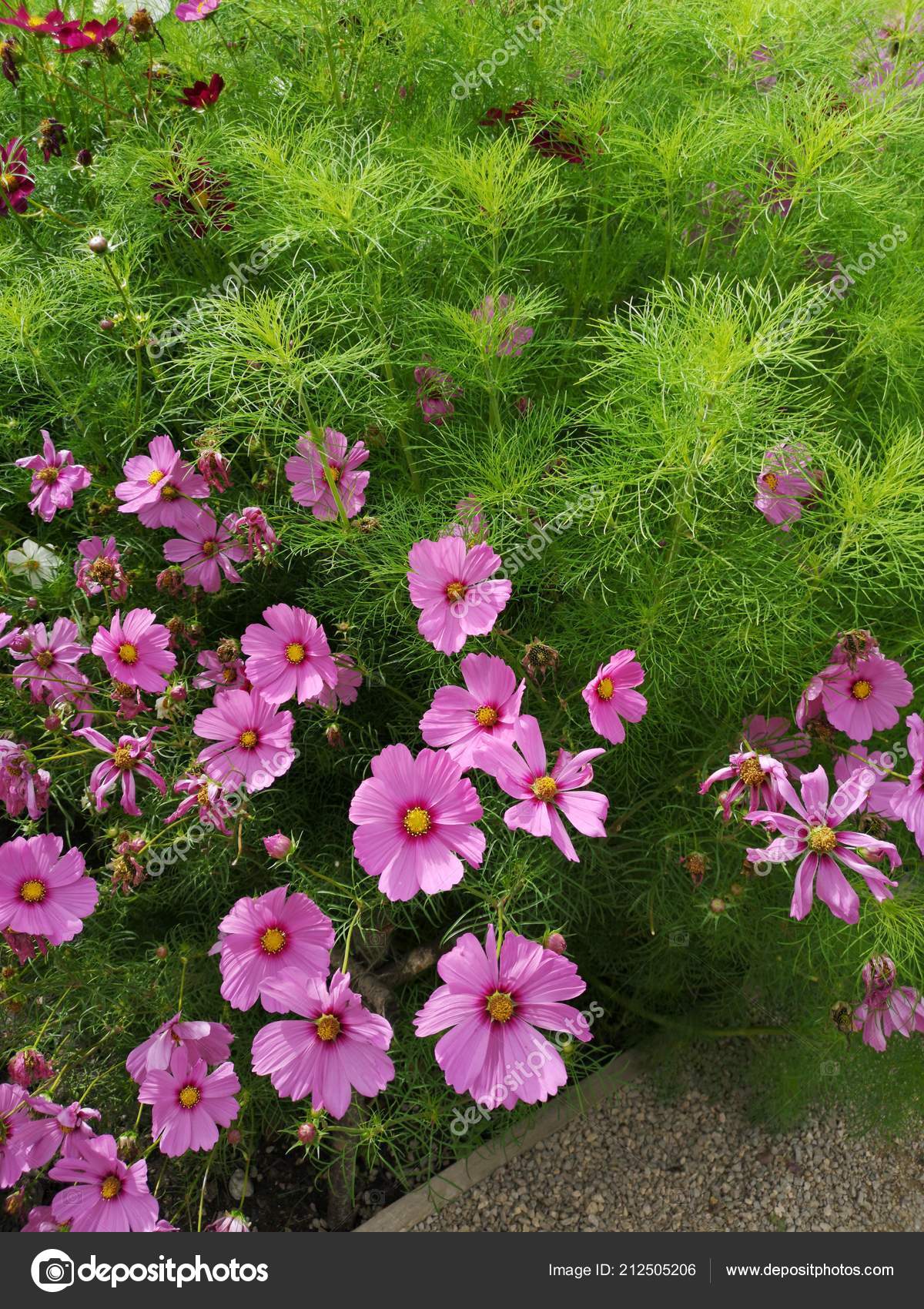 Pictures Cottage Garden Flowers English Country Cottage Garden