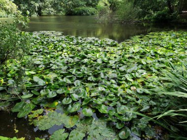 Orman gölde zambak yastıkları