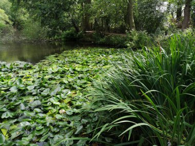 Orman gölde zambak yastıkları