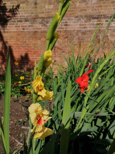 風格のある家の花と英語の国コテージ ガーデン — ストック写真