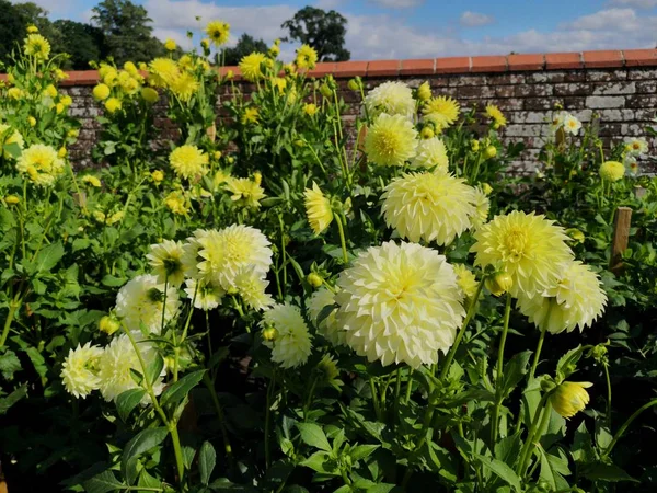 English country cottage garden  with flowers of stately home