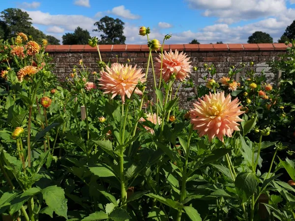 英国乡村小屋花园 鲜花庄严的家 — 图库照片