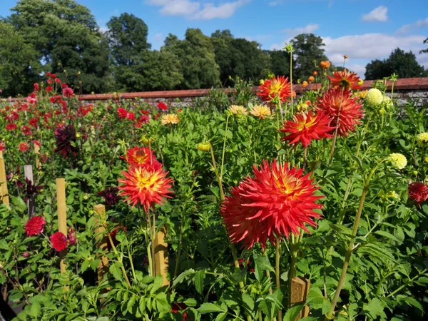 Engelska Country Cottage Garden Med Blommor Ståtliga Hem — Stockfoto