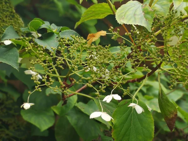 Luxuriante Vert Anglais Été Chalet Jardin Arrière Cour — Photo