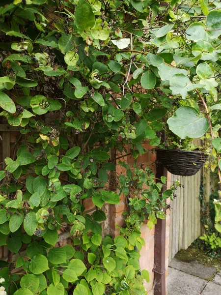Svěží Zelené Letní Anglické Chatě Zahradní Dvorku — Stock fotografie