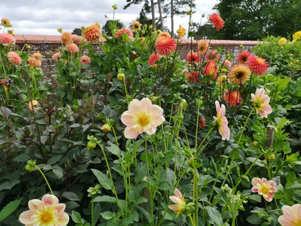 English country cottage garden  with flowers of stately home