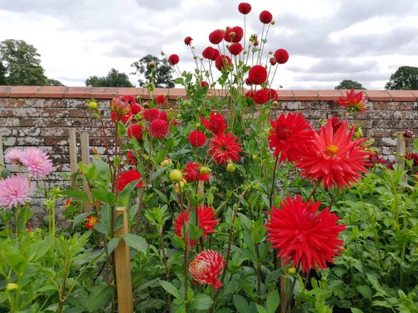 English country cottage garden  with flowers of stately home