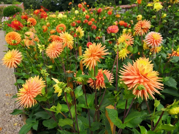 English country cottage garden  with flowers of stately home