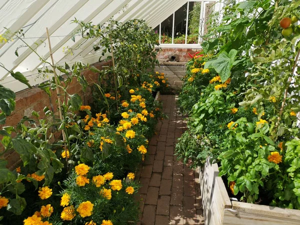 lush green english summer cottage garden back yard