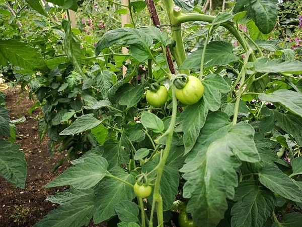 Piante Pomodoro Acerbe Verdi Una Serra — Foto Stock