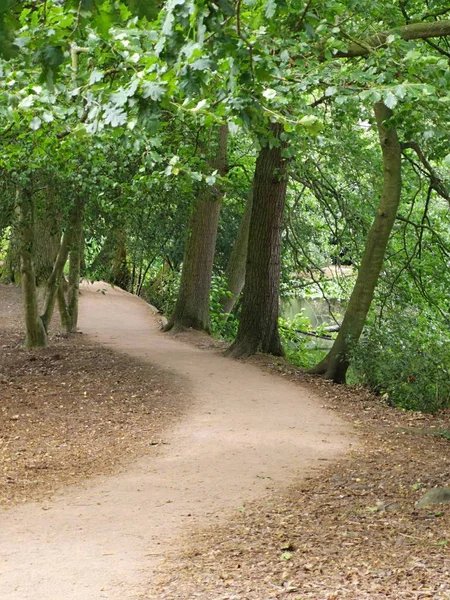 Forest Footpath Green Lush Nature Path — Stock Photo, Image