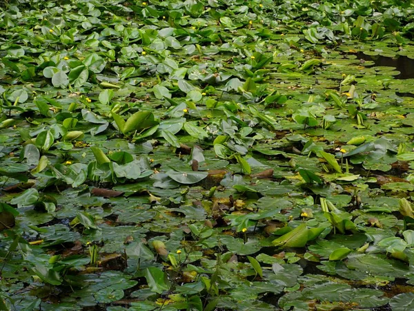 Lily Pad Lago Nella Foresta — Foto Stock