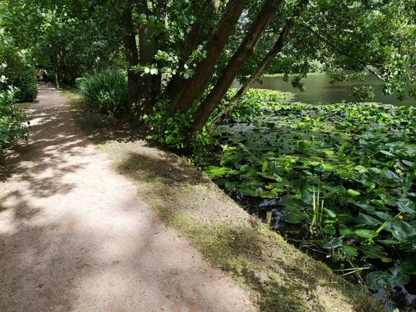 Trilha Florestal Verde Exuberante Caminho Natureza — Fotografia de Stock