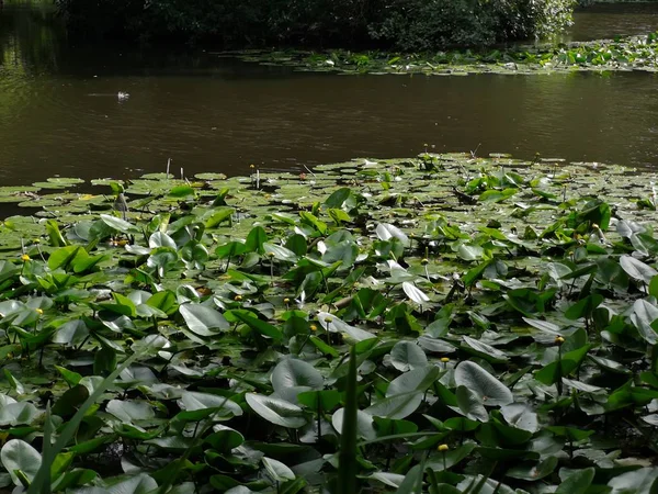 Lily Pad Lago Nella Foresta — Foto Stock