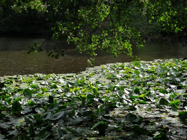 Lily Pads Lake Forest — Stock Photo, Image