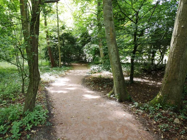 Bosque Sendero Verde Exuberante Camino Naturaleza — Foto de Stock