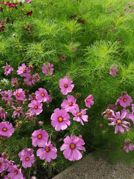 English country cottage garden with flowers of stately home — Stock Image English Country Cottage Garden Flowers Stately Home Royalty Free Stock Images