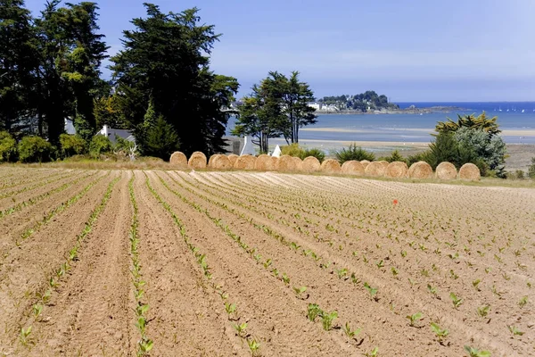 Champ Agricole Avec Rouleaux Paille Sur Fond Marin France — Photo