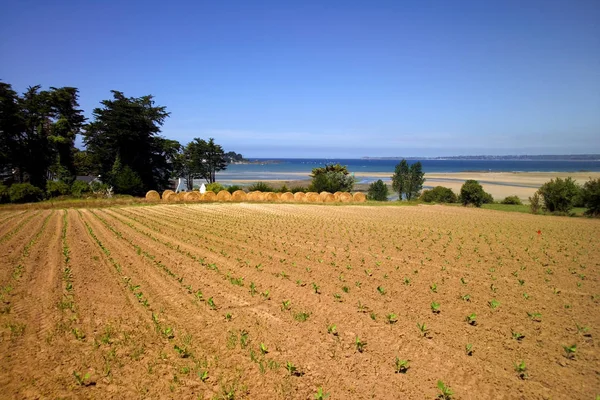 Agricultural Field Straw Rolls Sea Background France — Stock Photo, Image