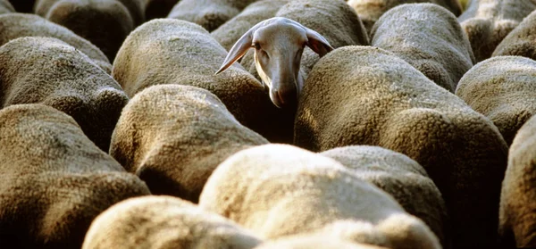 Herd Sheeps Farm Provence France — Stock Photo, Image