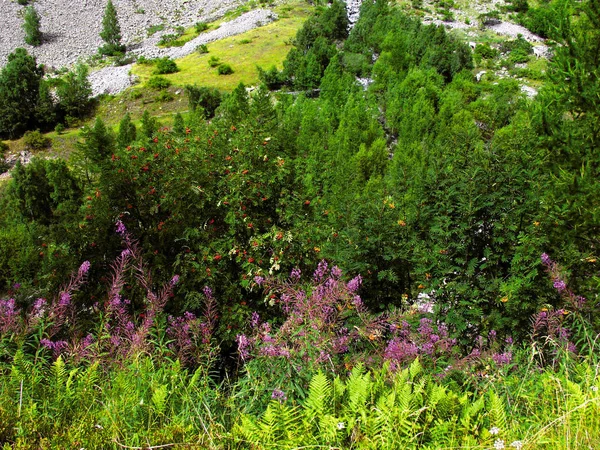 Close Colorful Flowers Alps France — Stock Photo, Image