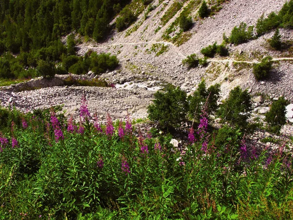 Lähikuva Värikkäitä Kukkia Alpeilla Ranska — kuvapankkivalokuva