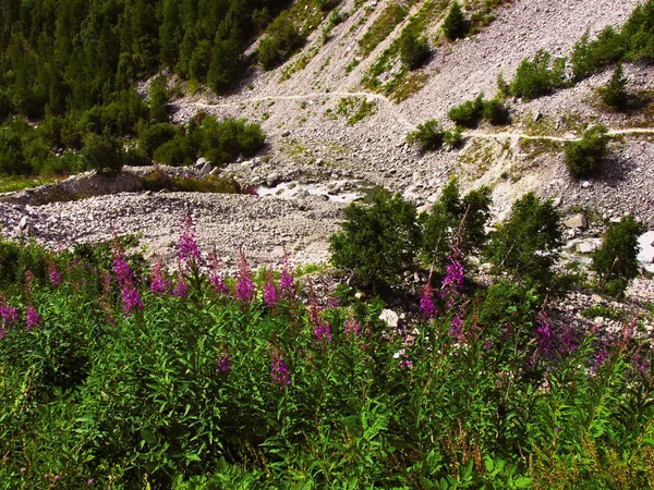 Close Colorful Flowers Alps France — Stock Photo, Image