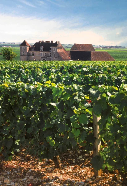 Burgundy Fransa Daki Üzüm Bağları Görünümü — Stok fotoğraf
