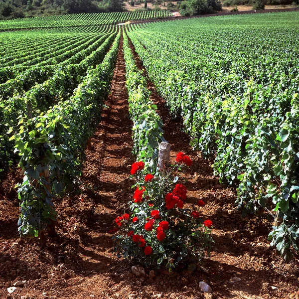 Wijngaarden Bourgogne Frankrijk Europa — Stockfoto