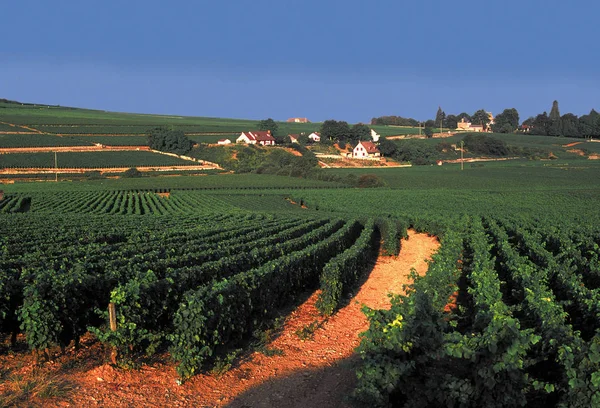 Wijngaarden Bourgogne Frankrijk Europa — Stockfoto