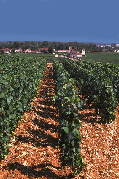 Wijngaarden Bourgogne Frankrijk Europa — Stockfoto