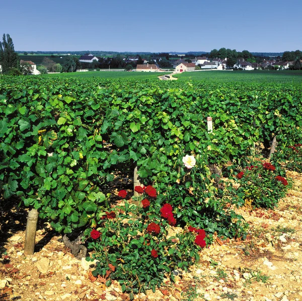 Szőlőültetvények Burgundia Franciaország Európa — Stock Fotó