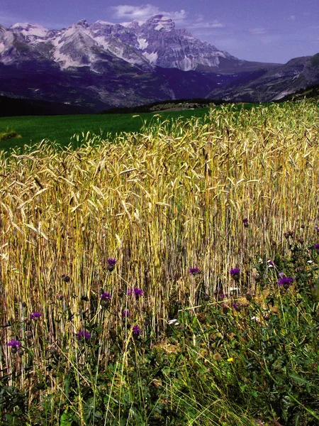 Francia Alpes Provence Paisaje Región Descentry Escénica Cerca Brecha —  Fotos de Stock