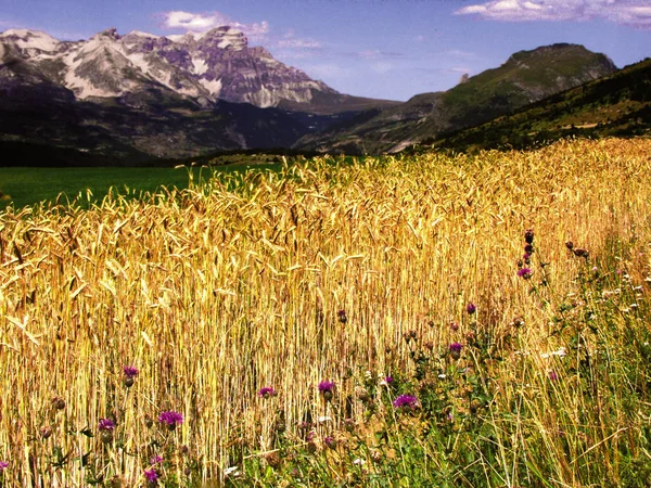 Fransa Alps Provence Yatay Boşluğu Yakınındaki Doğal Devoluy Bölge — Stok fotoğraf