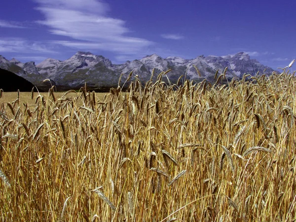 France Alps Provence Landscape Scenic Devoluy Region Gap — Stock Photo, Image