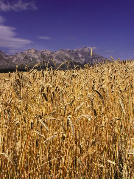 Francia Alpes Provence Paisaje Región Descentry Escénica Cerca Brecha — Foto de Stock