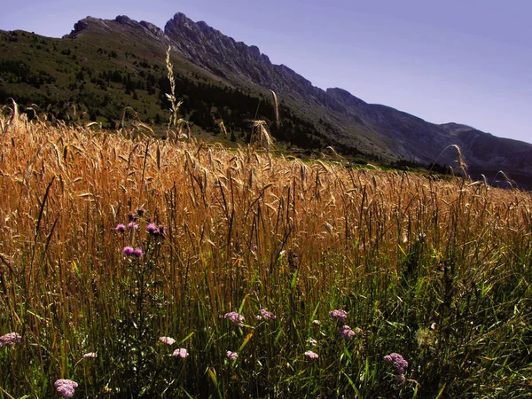 France Alpes Provence Paysage Pittoresque Région Dévastée Près Écart — Photo