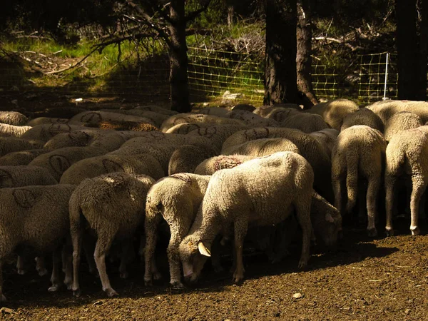 Κοπάδι Πρόβατα Στο Αγρόκτημα Από Προβηγκία Γαλλία — Φωτογραφία Αρχείου
