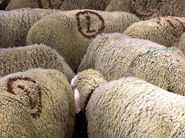 Mandria Pecore Presso Azienda Agricola Della Provenza Francia — Foto Stock