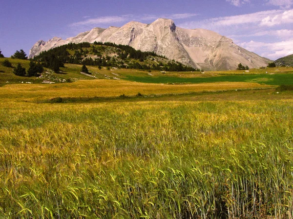 Крупним Планом Високій Траві Тлі Гір Альп Франції — стокове фото