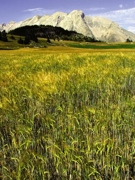 Gros Plan Herbe Haute Sur Fond Montagnes Des Alpes France — Photo