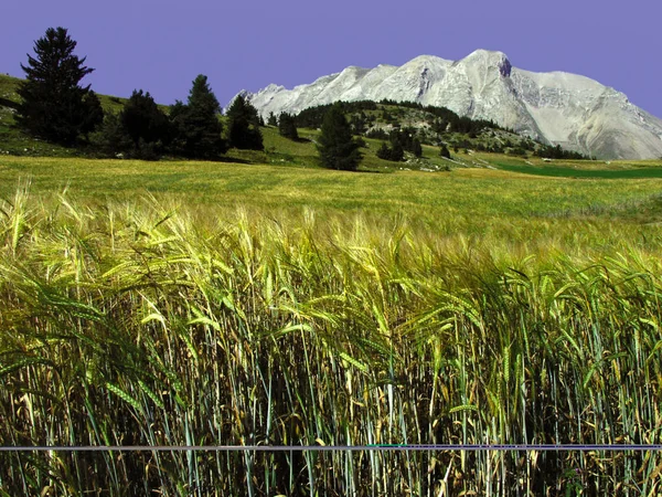 Close Grama Alta Alpes Montanhas Fundo França — Fotografia de Stock