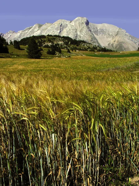 Primer Plano Hierba Alta Los Alpes Montañas Fondo Francia —  Fotos de Stock