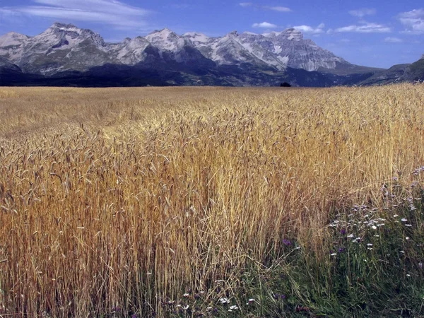 Vista Campo Trigo Fundo Das Montanhas Dos Alpes França — Fotografia de Stock